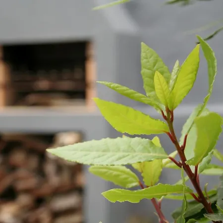 Casa Azul Natura Prázdninový dům Ponta Delgada