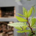 Casa Azul Natura בית נופש Ponta Delgada