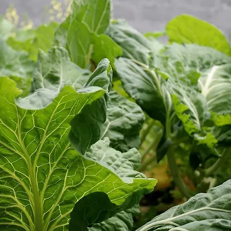 Сasa de vacaciones Casa Azul Natura Ponta Delgada