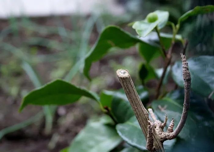 Casa Azul Natura Ponta Delgada